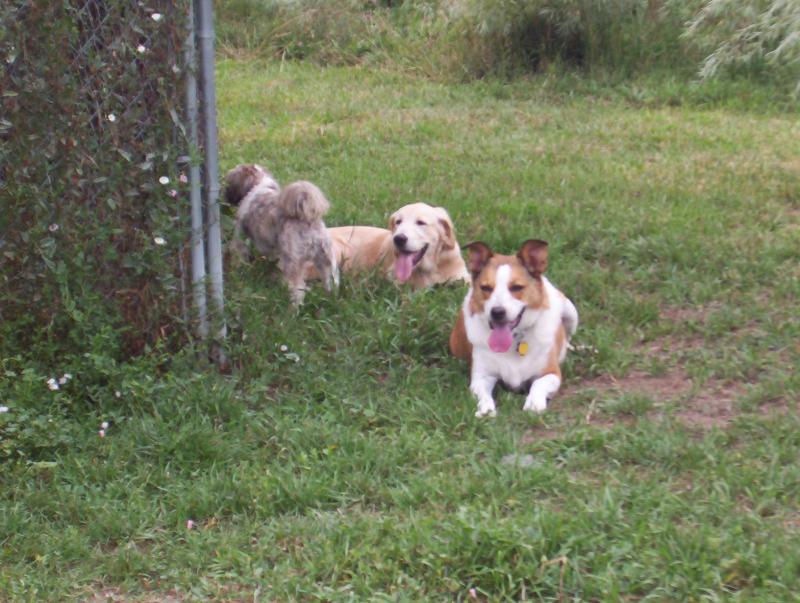 Two Paws Up dogs relax