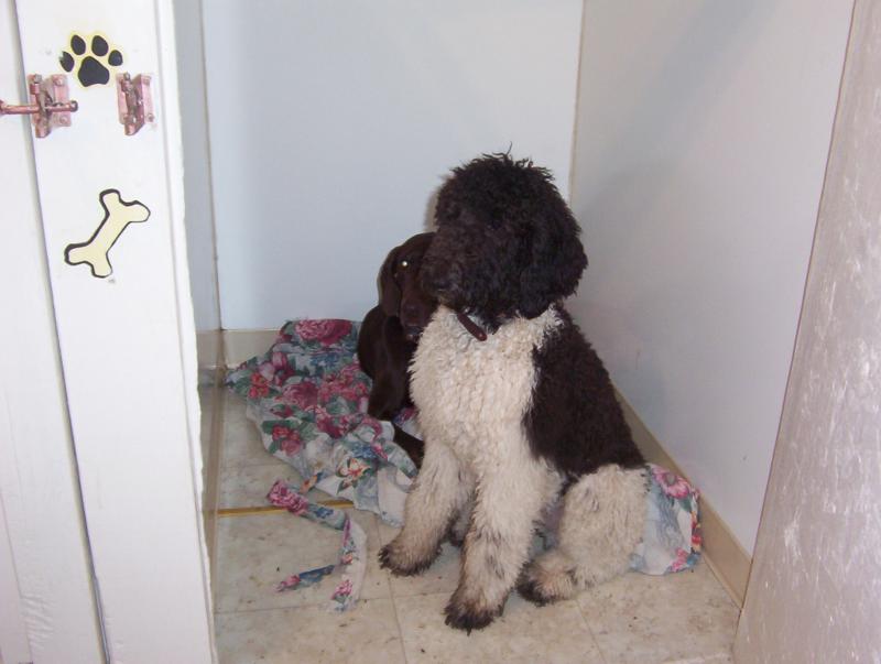 Two Paws Up doggie room